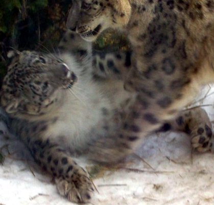 2 snow leopards wrestling