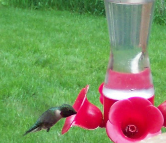 a hummingbird