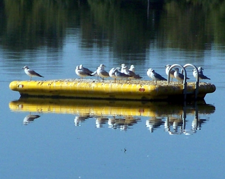 gulls on a platform