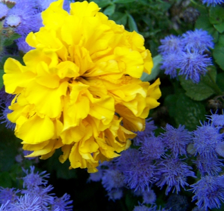 a yellow and blue flower bed