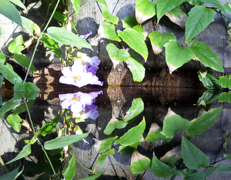 an orchid reflecting in the water