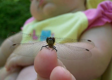 a dragonfly on Ella's toe