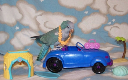 Zazu on a toy car with beach toys about