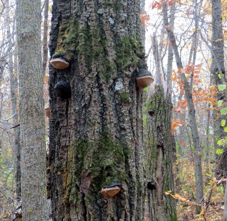 mushrooms making a face on a tree