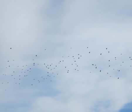 lots of birds in the sky
