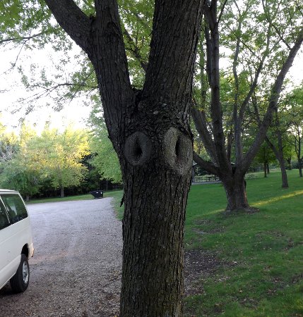 a tree face
