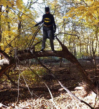 Batman in a tree