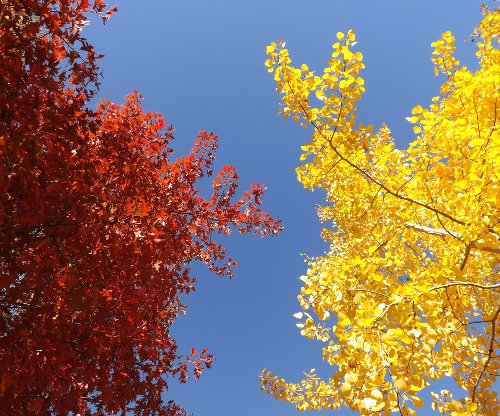 red and yellow leaves with the blue sky