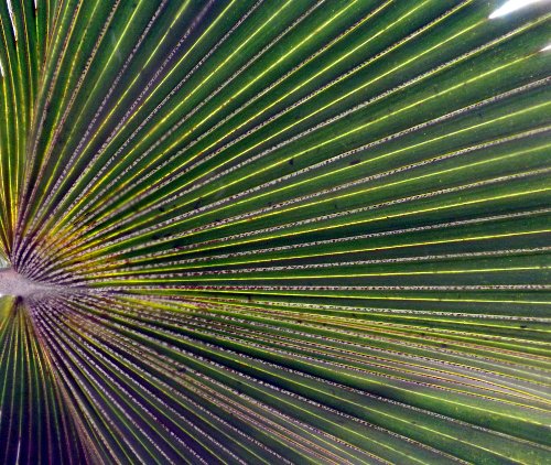 a palm frond