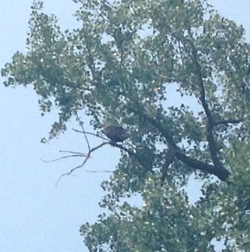 an eagle in the tree