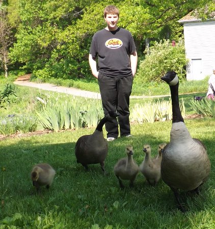 Corbin and some geese