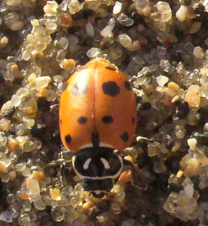 a ladybug on the sandy beach