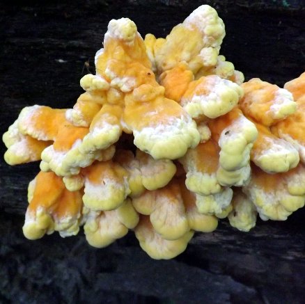 a mushroom that looks like coral