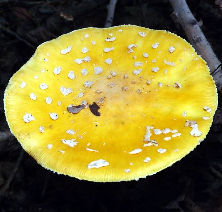 a golden mushroom