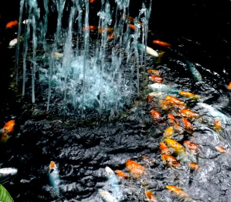goldfish surrounding a fountain
