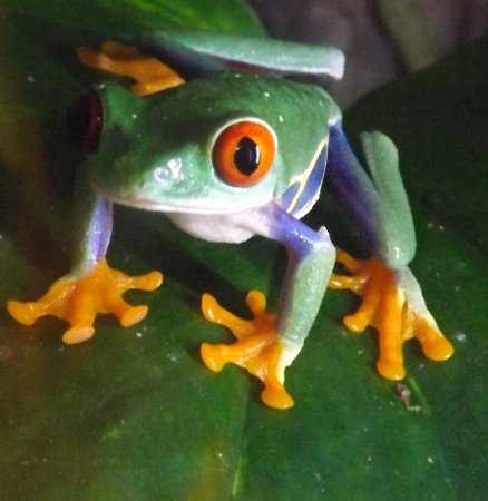 a red eyed tree frog