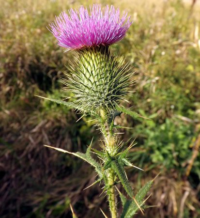 the thistle's thorns