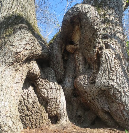 gnarly tree roots