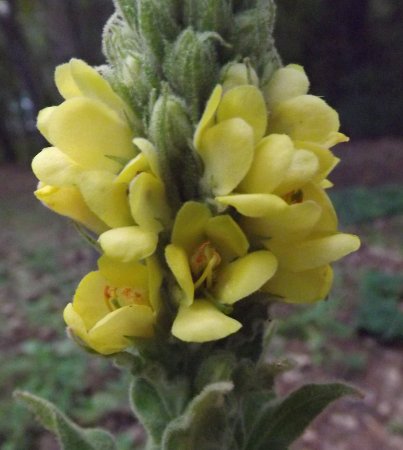 a yellow flower on a tall poker stem