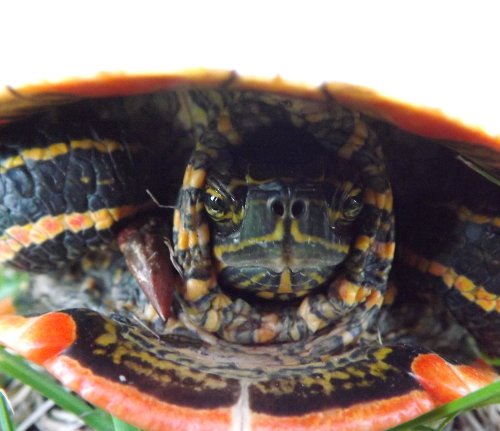 a painted turtle