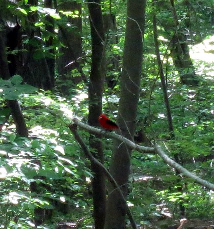 a red bird in the forest