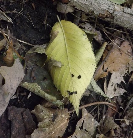 a yellow leaf with a face