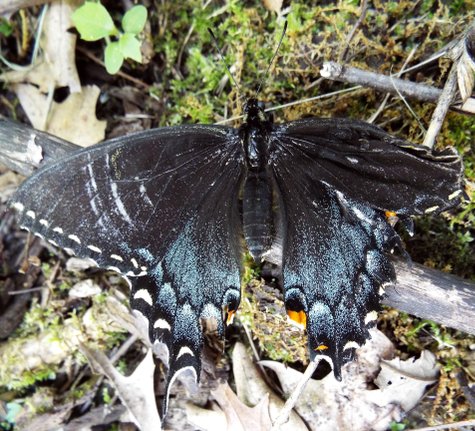 the black swallowtail butterfly