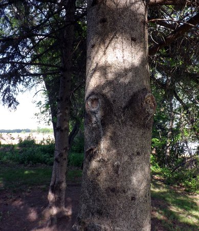 a pine tree leaking sap out of two holes that look like eyes