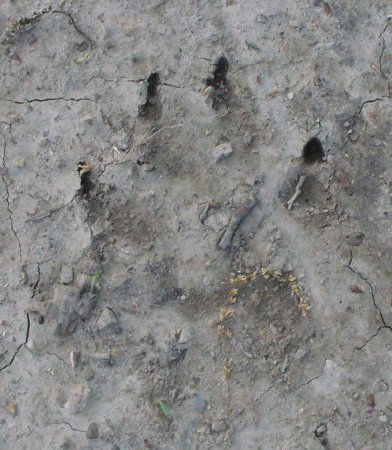 a fox footprint