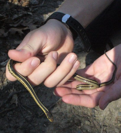 a garter snake