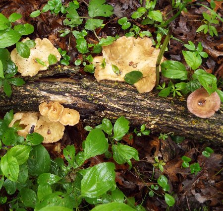 scattered mushrooms