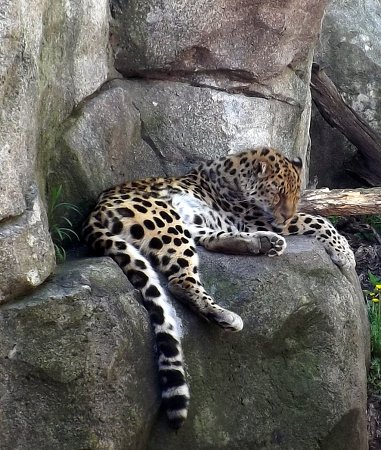 a sleeping snow leopard