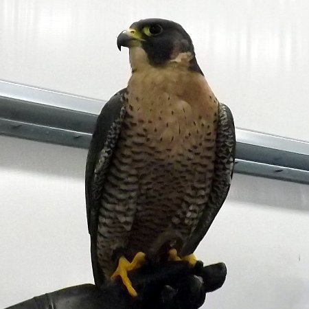 a peregrine falcon 