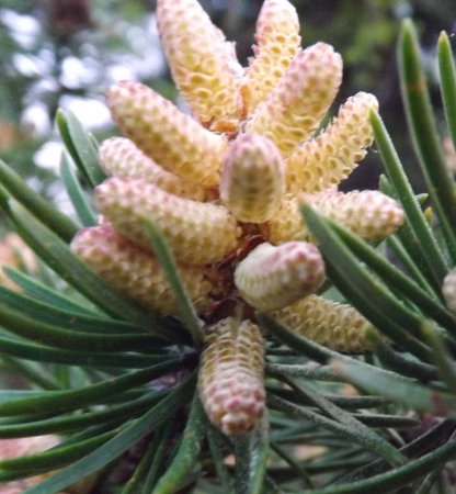 a close-up of the pine pollen