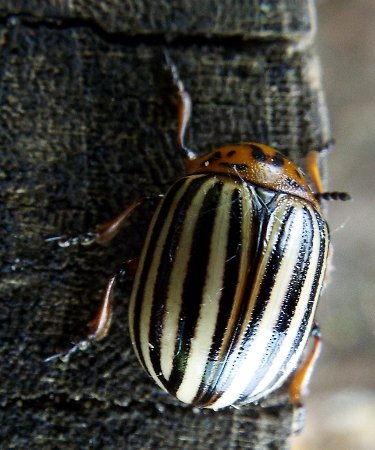 a Colorado Potato Beetle