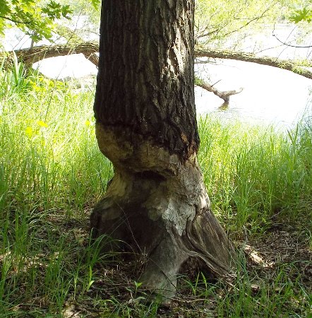 a fourth damaged tree