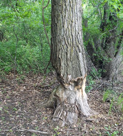 A tree with beaver damage