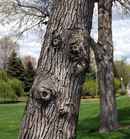 a face on a tree