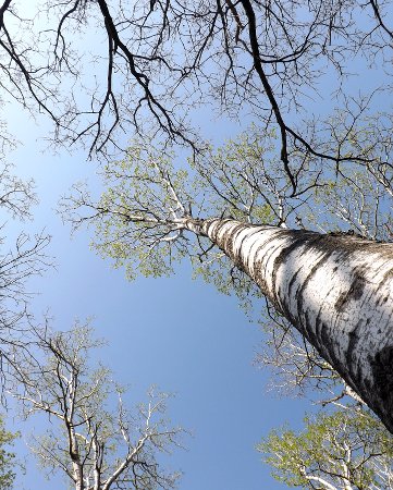 looking up at birch tree branches