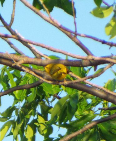 a yellow bird
