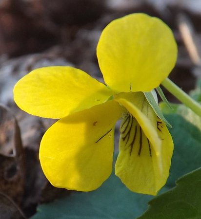 a yellow violet
