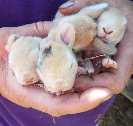 a bundle of baby bunnies