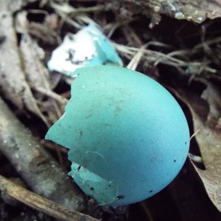 a broken robin's egg