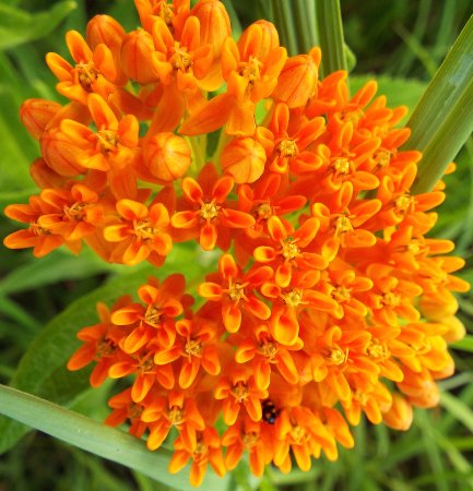 the orange butterfly weed 