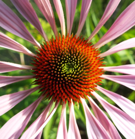 close-up of a cone flower center