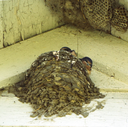 a birds' and wasp nest in a corner