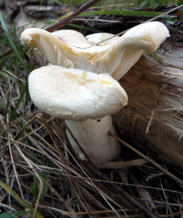 a split mushroom