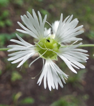 a white flower called Starry Campion