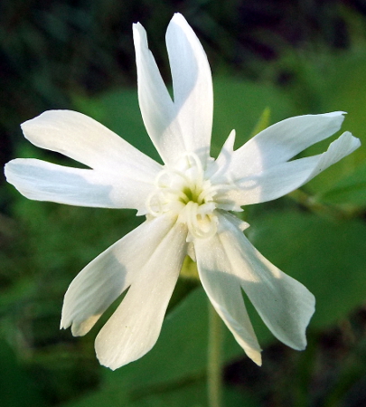 a mouse-eared flower