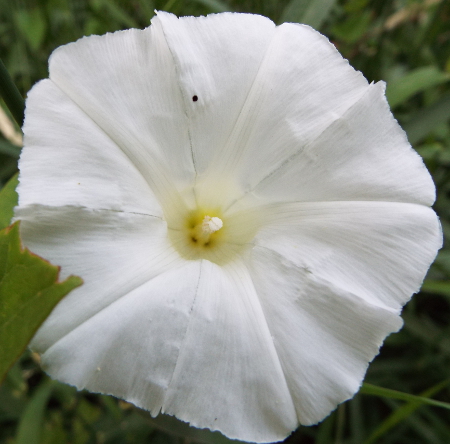 a bindweed flower
